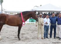 W SE PICONERO, DE YEGUADA SANTA ELENA, SUBCAMPEON JOVEN DEL CONCURSO. ENTREGA J. CARLOS MENDIOLA.